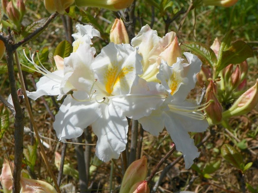 azalea Schneegold - z-Dobarland 2017