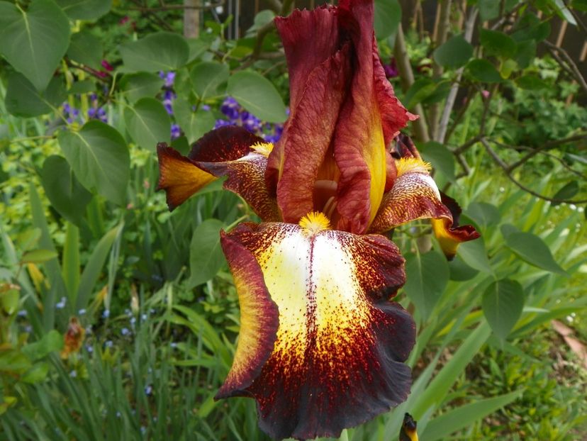 Spreckles - Irisi 2017