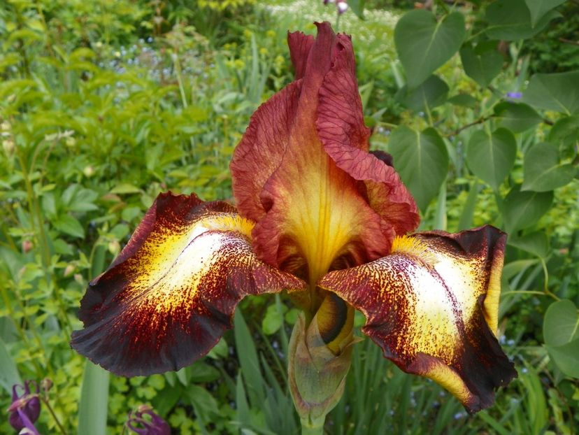 Spreckles - Irisi 2017