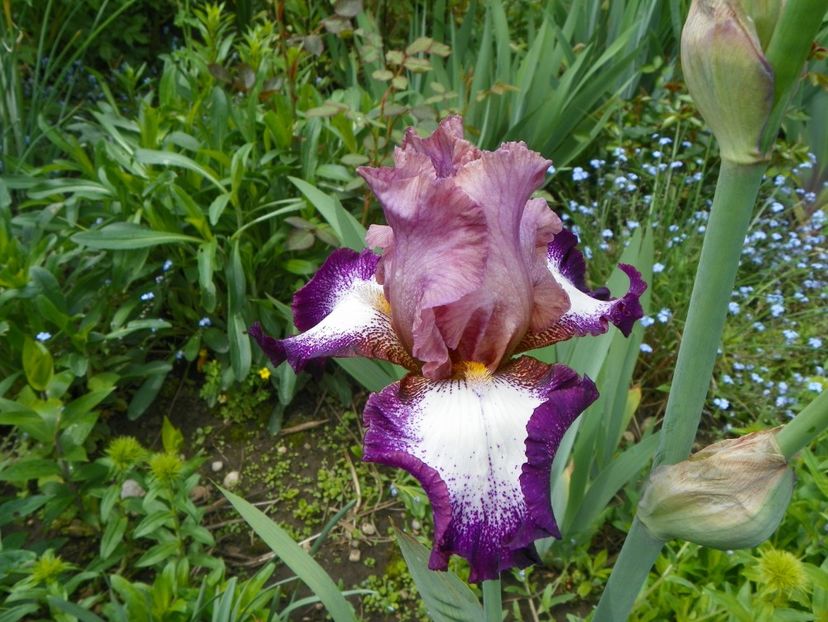 Change of Pace - Irisi 2017