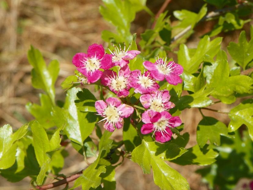 crataegus Punicea - z-Dobarland 2017
