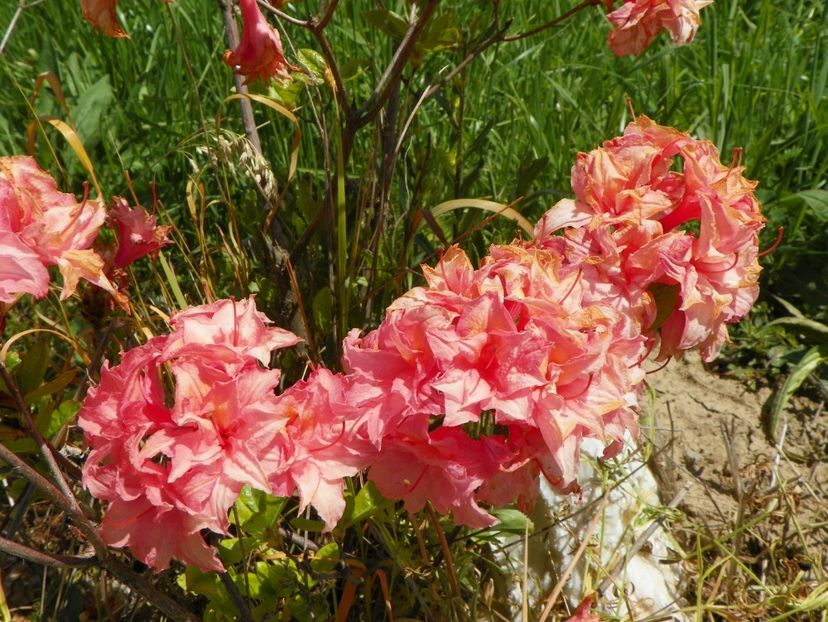 azalea Corneille - z-Dobarland 2017