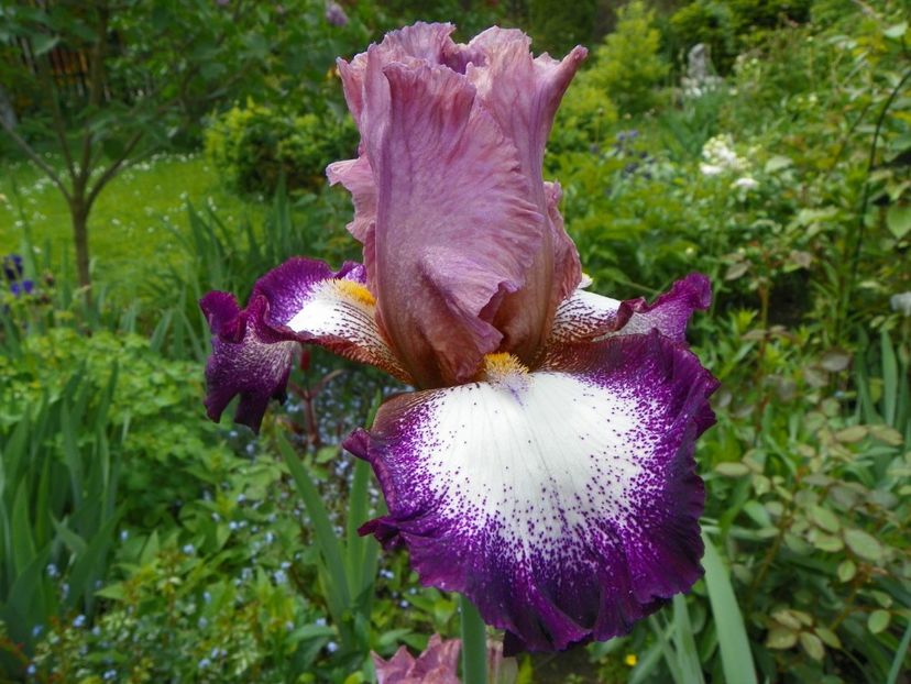 Change of Pace - Irisi 2017