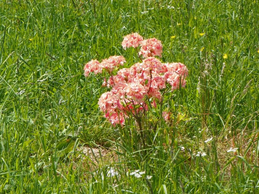 azalea Corneille - z-Dobarland 2017