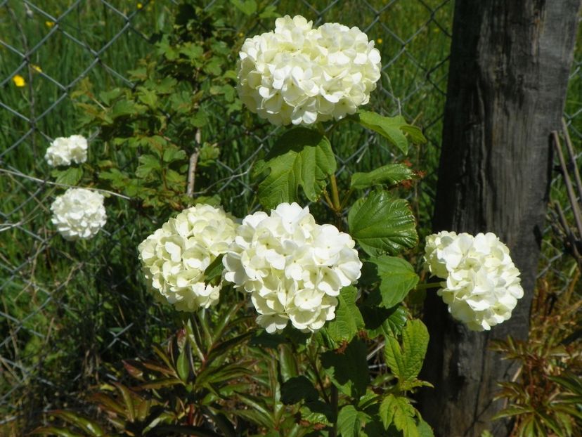 viburnum opulus Roseum - z-Dobarland 2017
