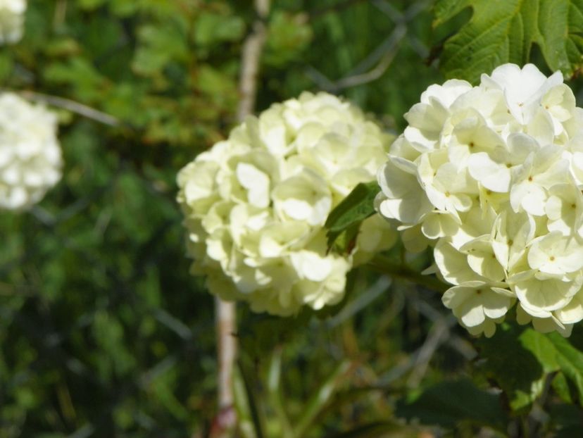 viburnum opulus Roseum - z-Dobarland 2017