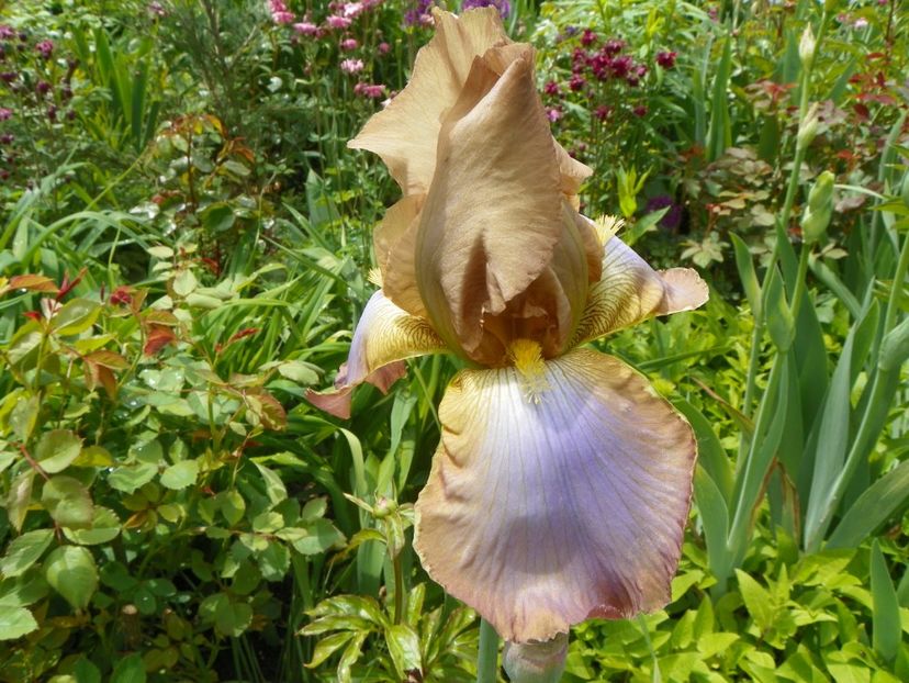 London Fog - Irisi 2017