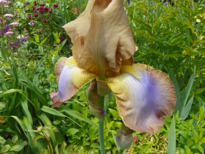 London Fog - Irisi 2017