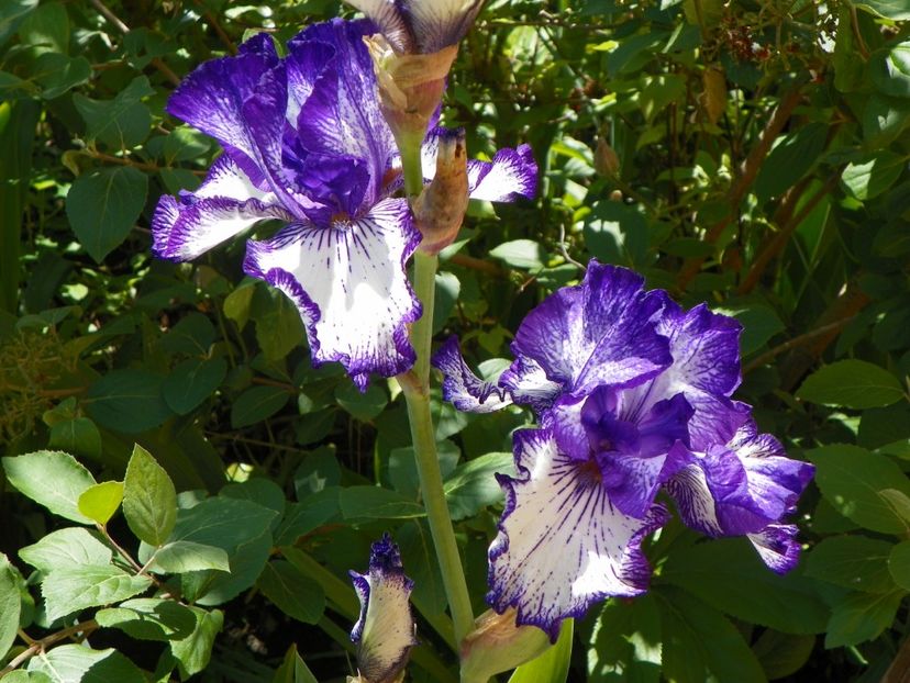 Art Deco - Irisi 2017