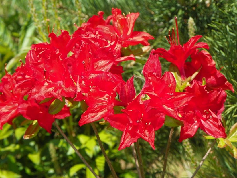 azalea Doloroso - z-Dobarland 2017