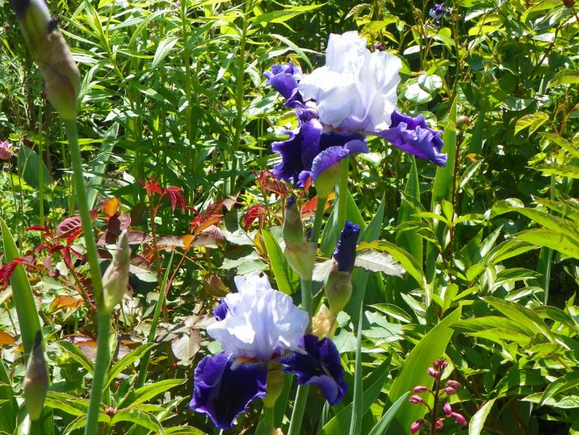 Belle de Nuit - Irisi 2017