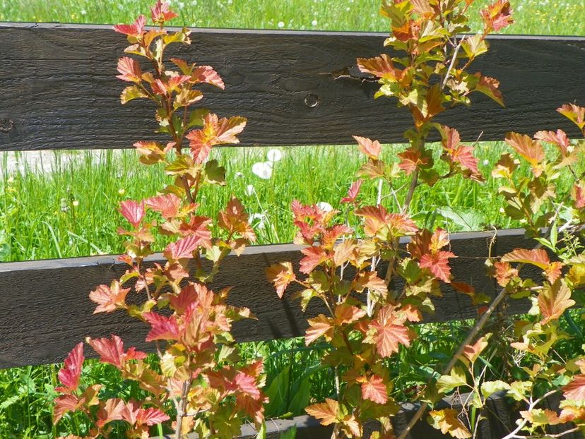 physocarpus Amber Jubilee - z-Dobarland 2017