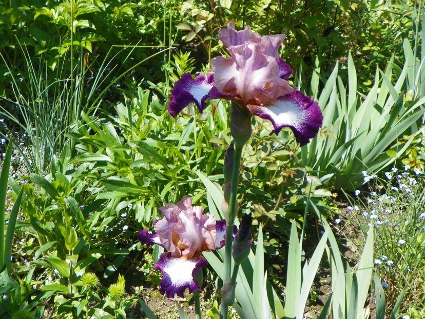 Change of Pace - Irisi 2017