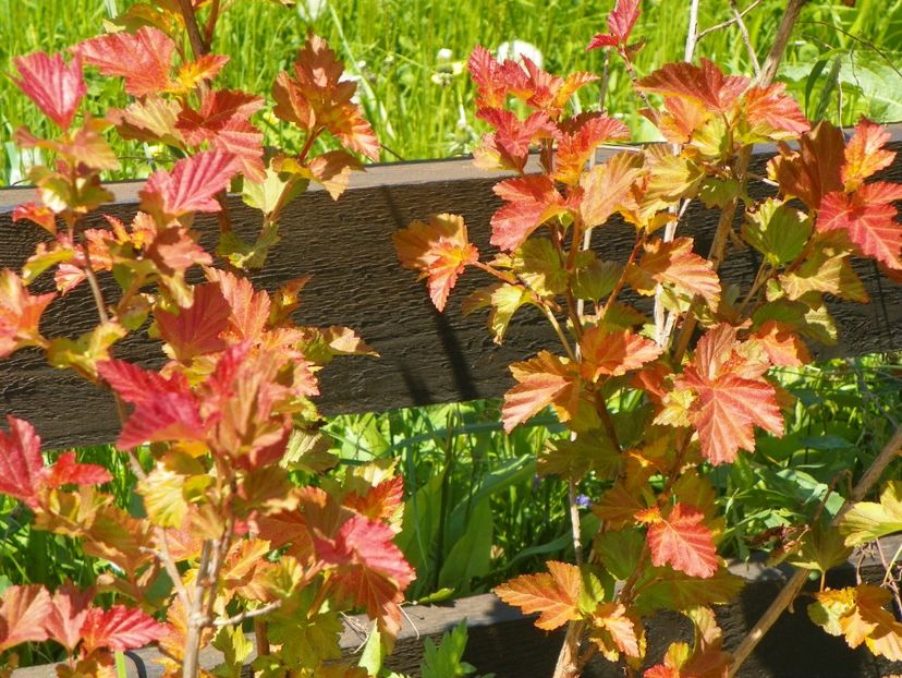 physocarpus Amber Jubilee - z-Dobarland 2017