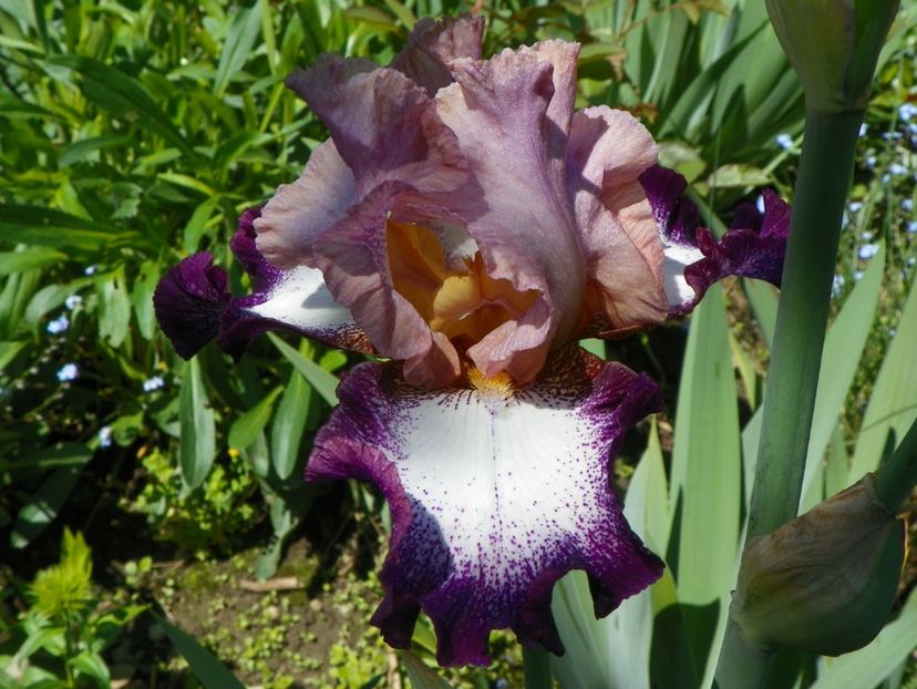 Change of Pace - Irisi 2017