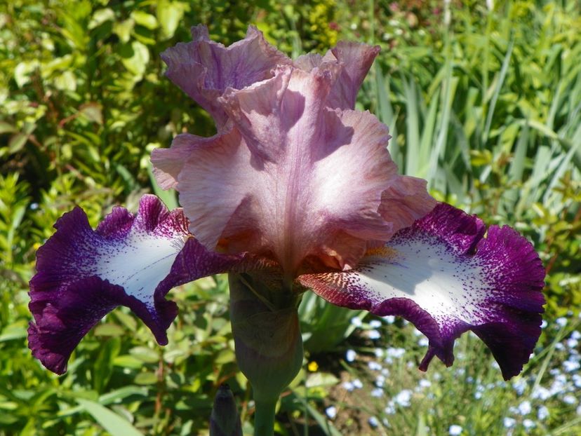 Change of Pace - Irisi 2017