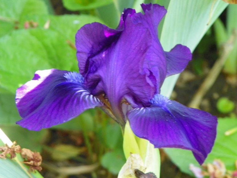 Duma Jazvidu - Irisi 2017