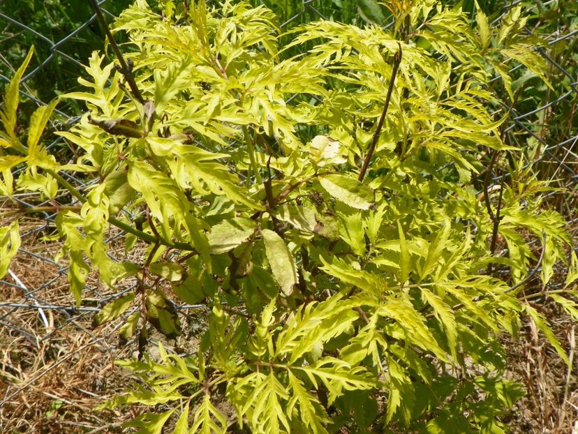 sambucus Sutherland Gold - z-Dobarland 2017