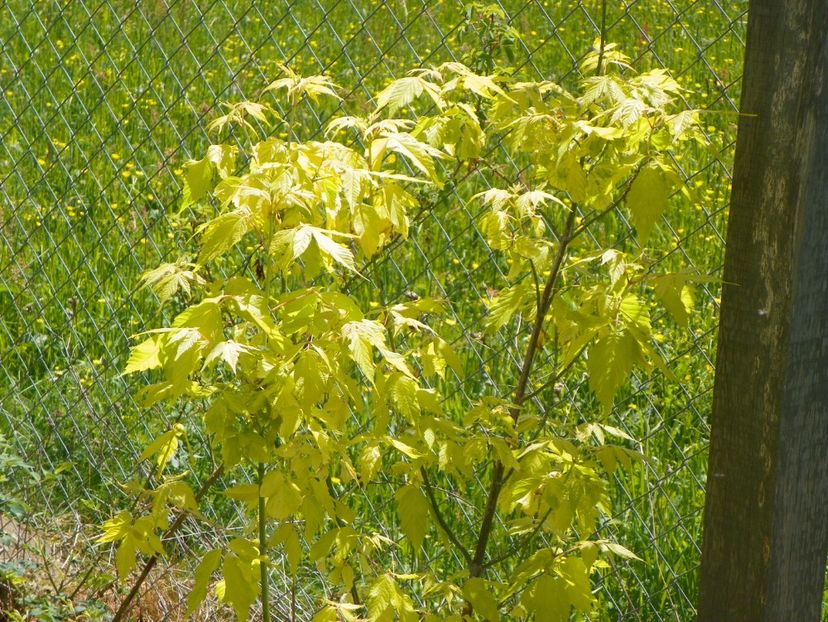 acer Kellys Gold - z-Dobarland 2017