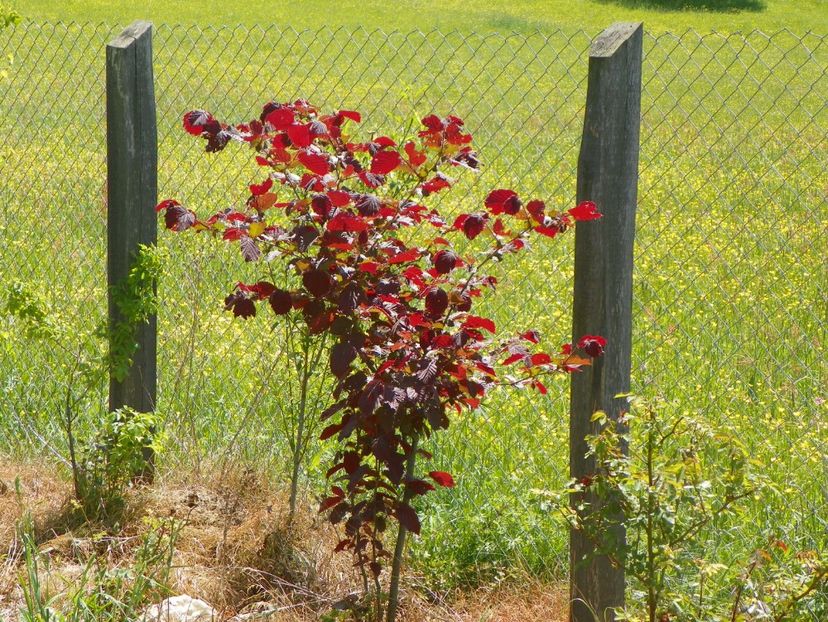 corylus maxima purpurea - z-Dobarland 2017