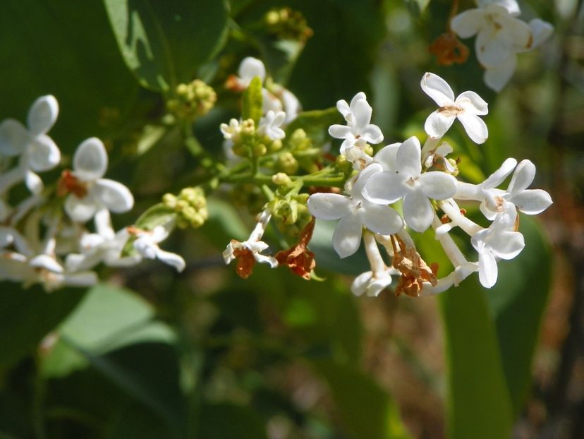 syringa Primrose - z-Dobarland 2017