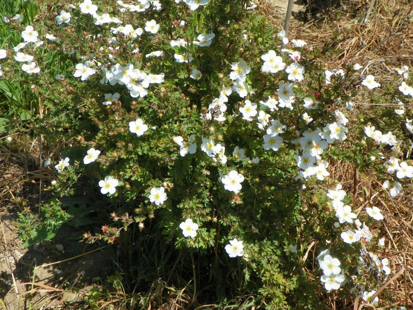 potentilla Abbotswood - z-Dobarland 2017