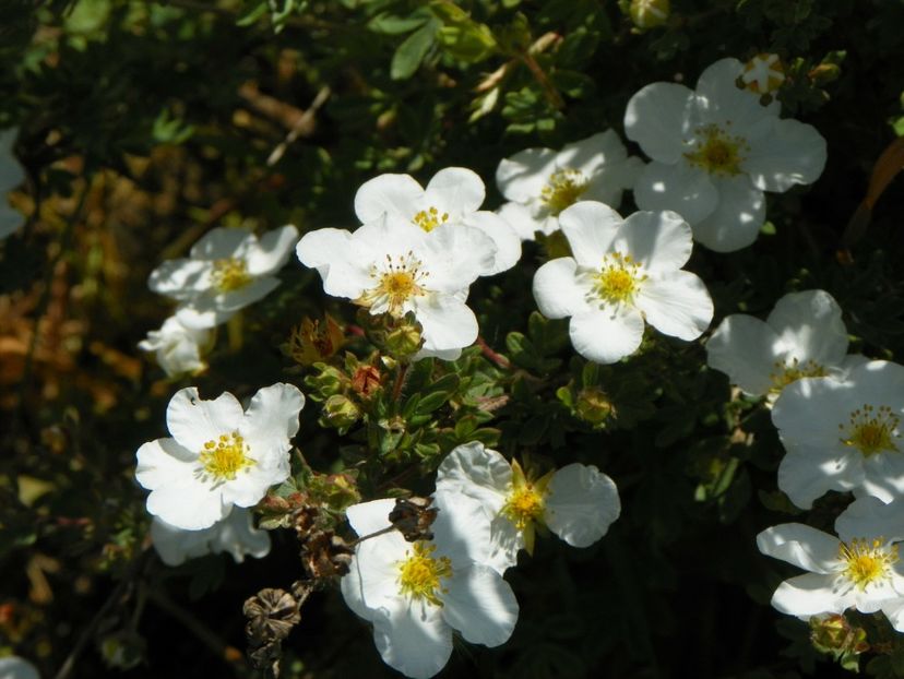 potentilla Abbotswood - z-Dobarland 2017