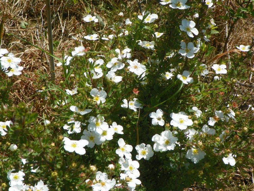 potentilla Abbotswood - z-Dobarland 2017