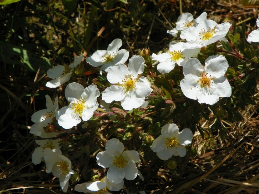 potentilla Abbotswood - z-Dobarland 2017