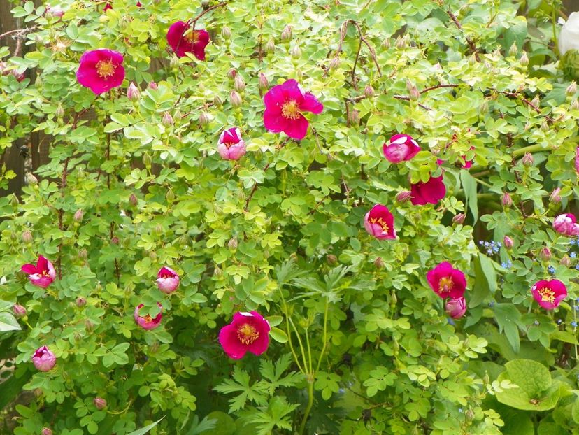 Single Cherry - Trandafiri 2017-1