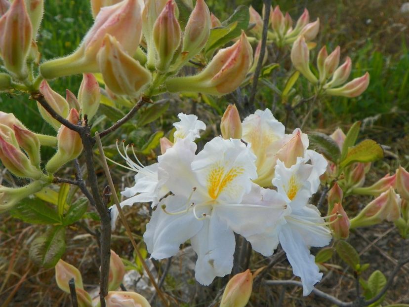 azalea Schneegold - z-Dobarland 2017