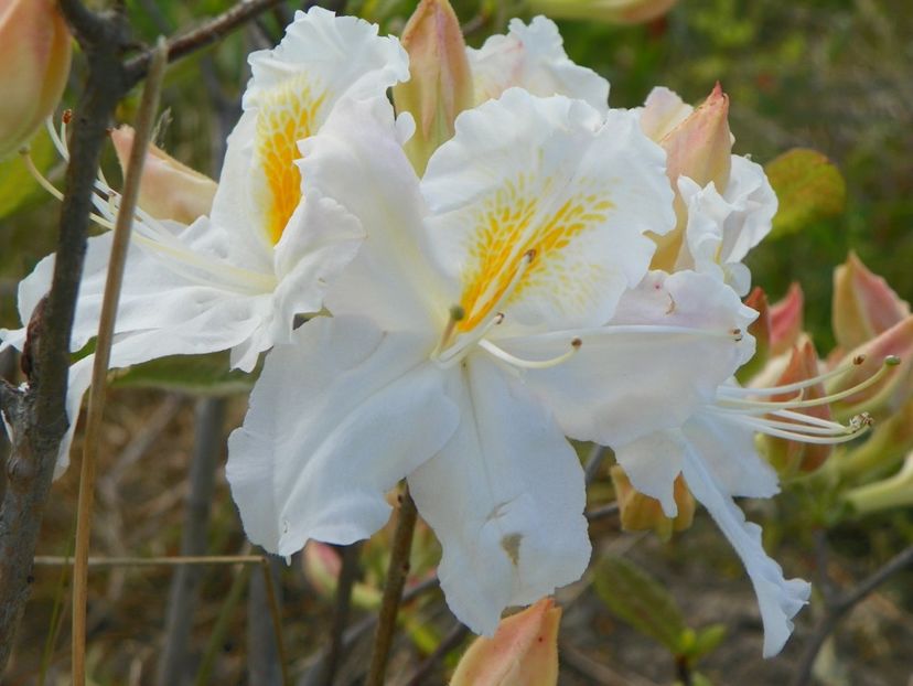 azalea Schneegold - z-Dobarland 2017