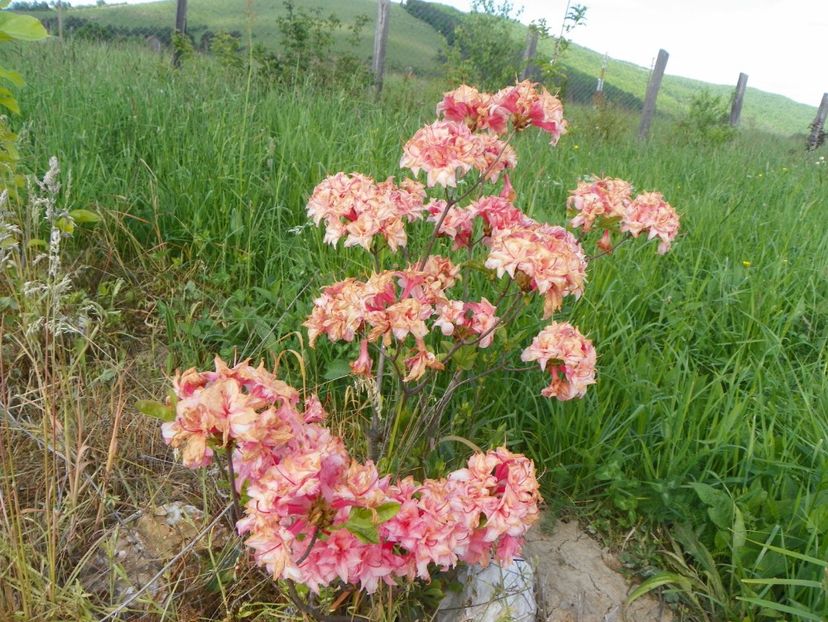 azalea Corneille - z-Dobarland 2017