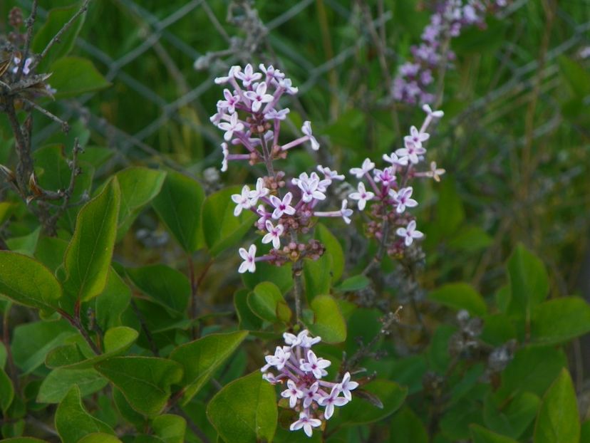 syringa Superba - z-Dobarland 2017