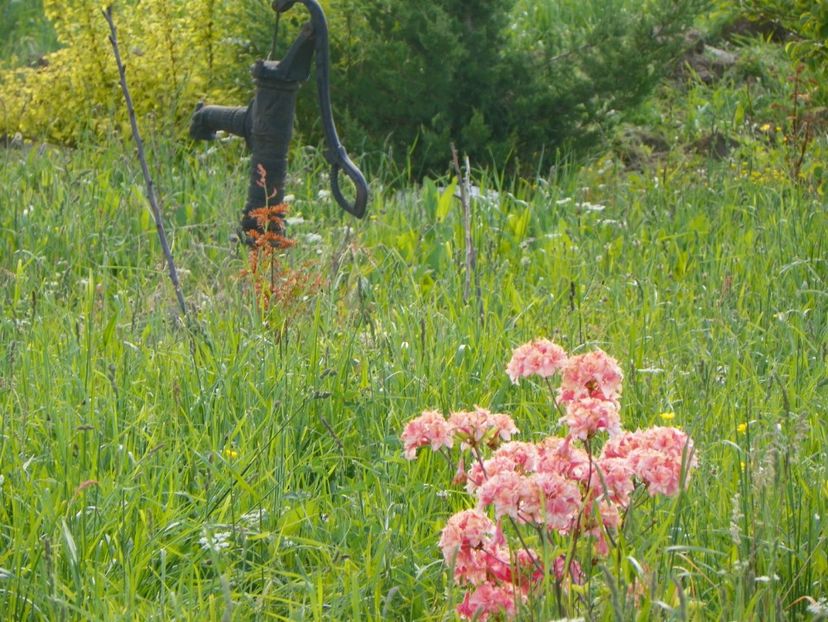 azalea Corneille - z-Dobarland 2017