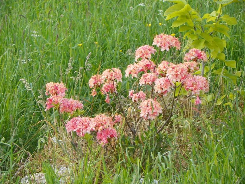 azalea Corneille - z-Dobarland 2017