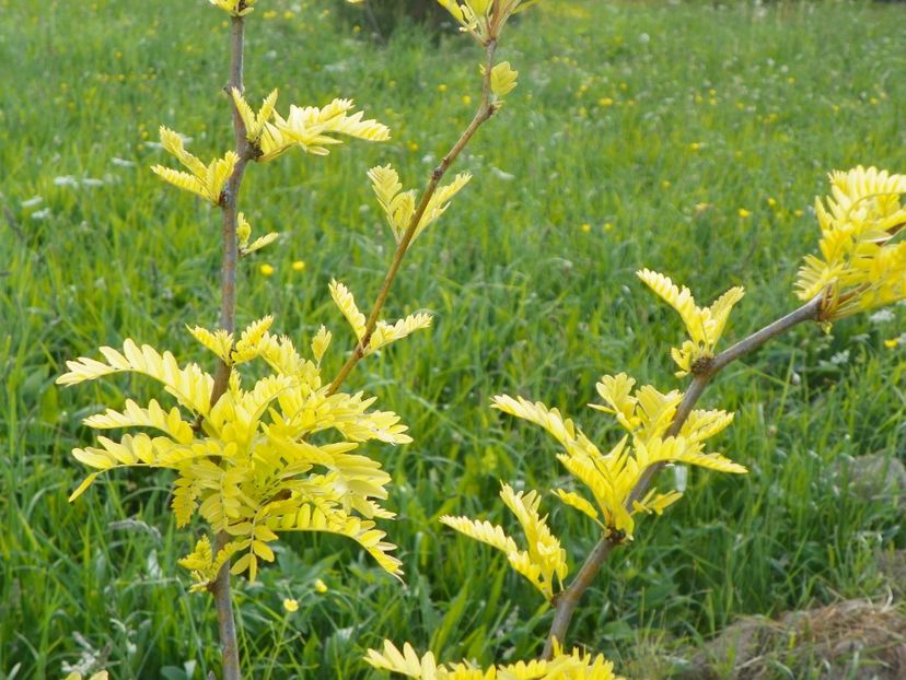gleditsia triacanthos Sunburst - z-Dobarland 2017