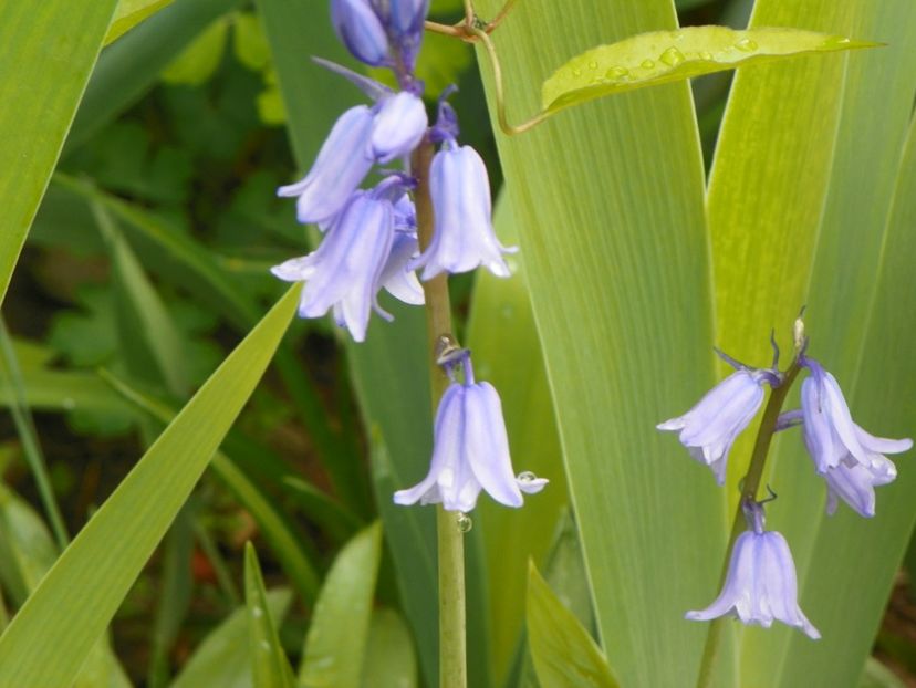 18 mai (13) - Primavara 2017