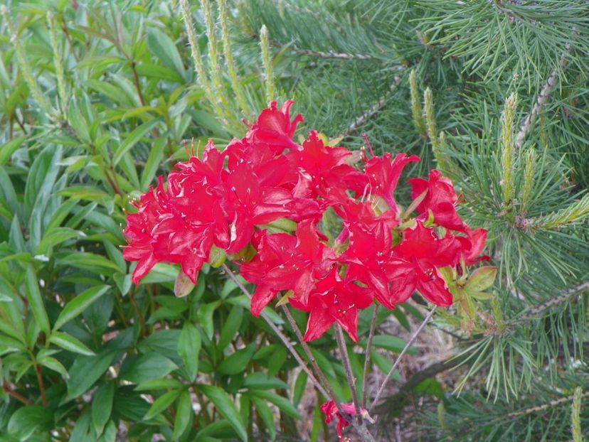 azalea Doloroso - z-Dobarland 2017