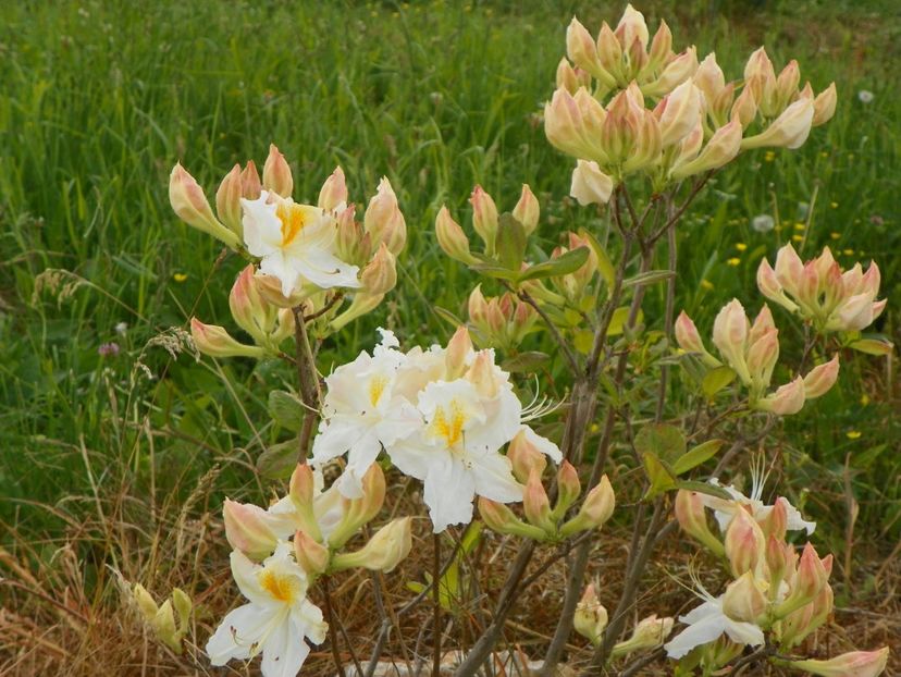 azalea Schneegold - z-Dobarland 2017