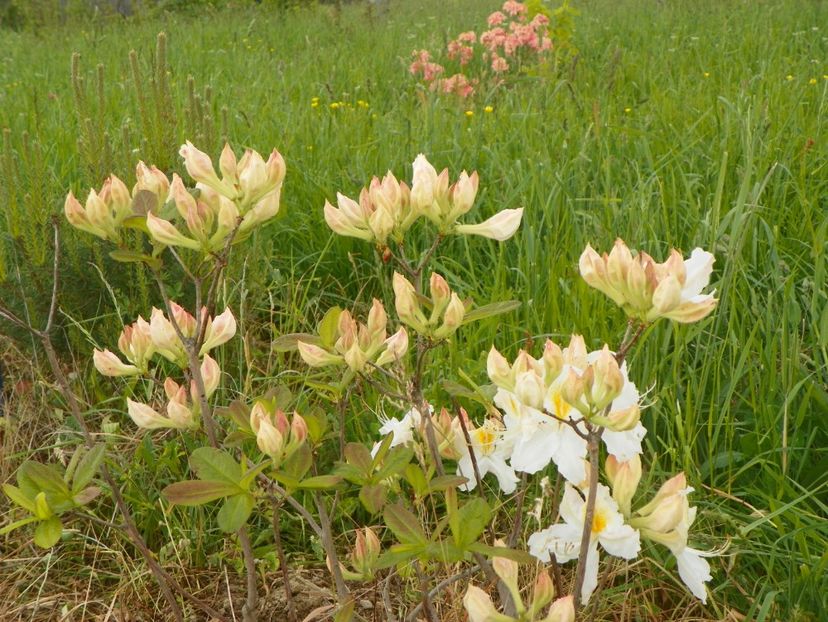azalea Schneegold - z-Dobarland 2017