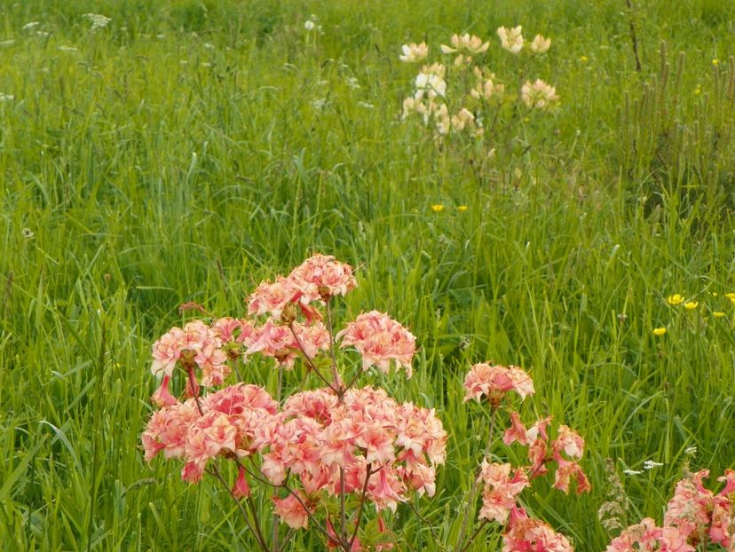azalea Corneille - z-Dobarland 2017