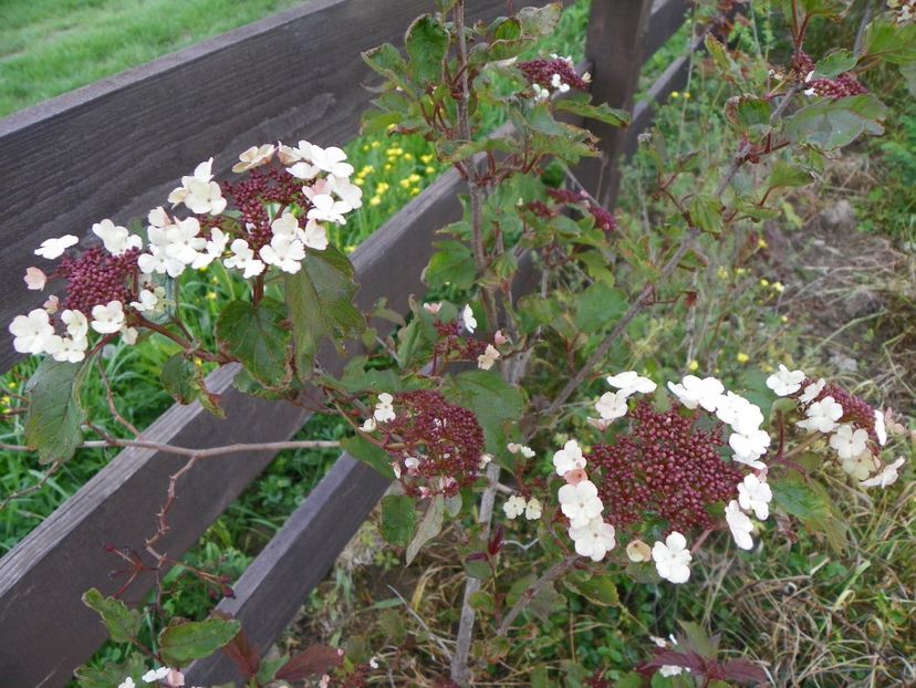 viburnum sarg. Onondaga - z-Dobarland 2017