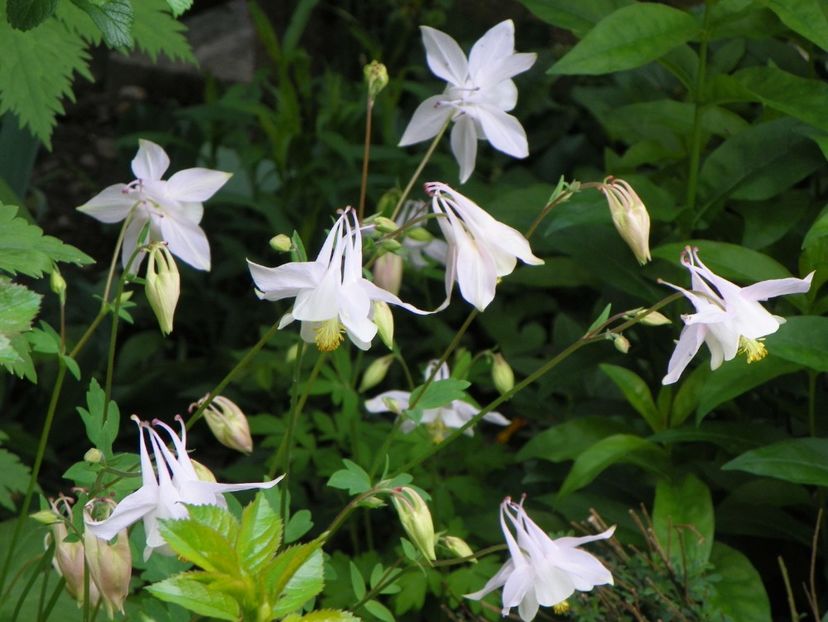 20 mai (18) - Aquilegia 2017