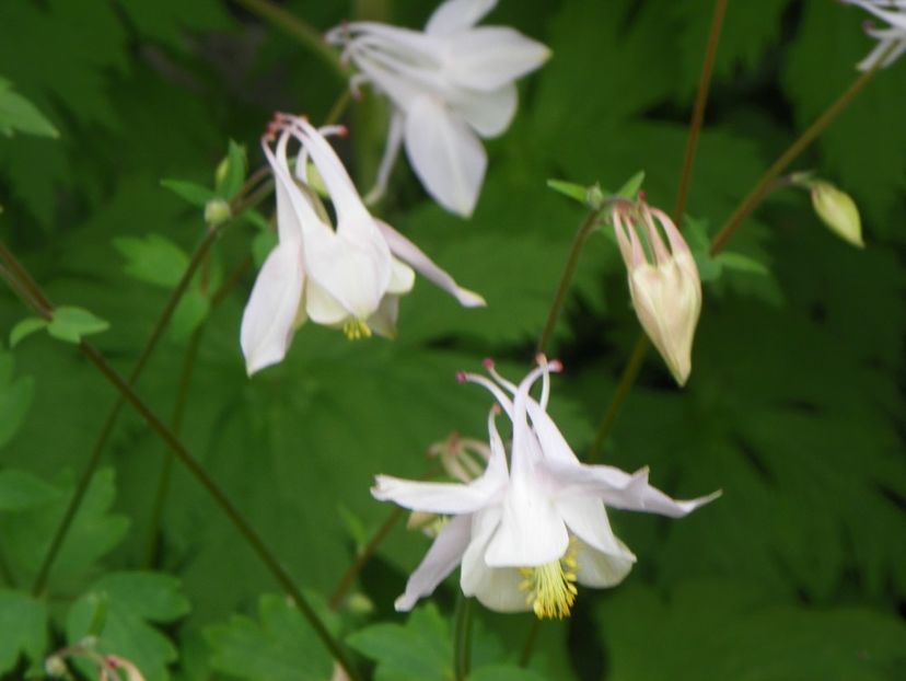 20 mai (19) - Aquilegia 2017