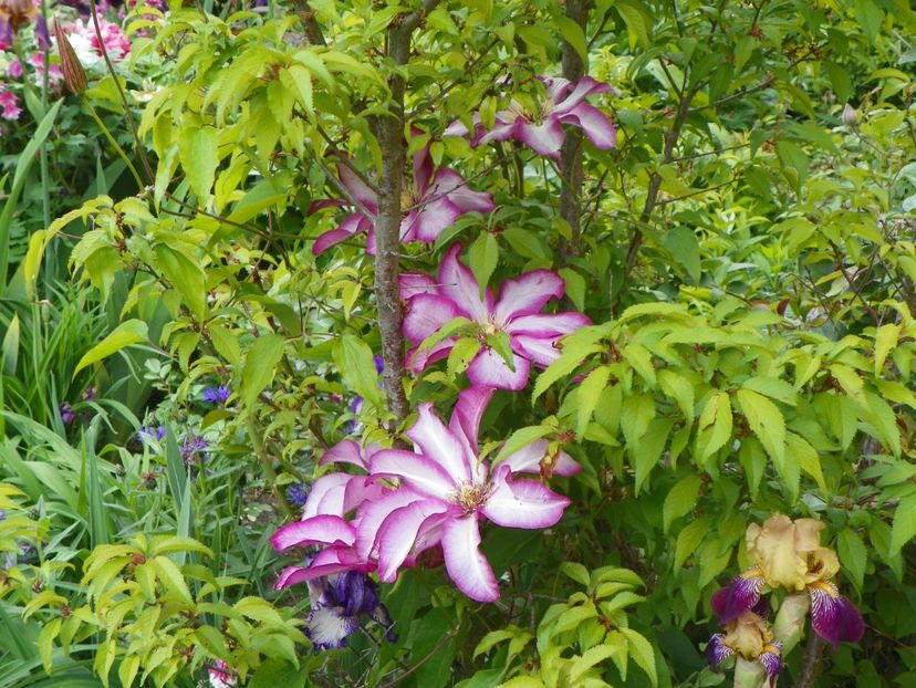 Betty Risdon - Clematite 2017