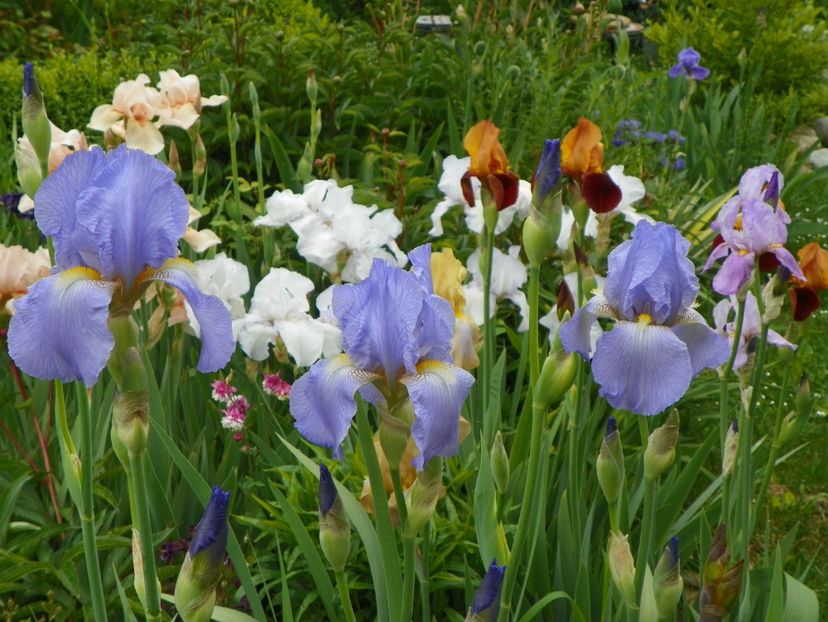 Elizabeth of England - Irisi 2017