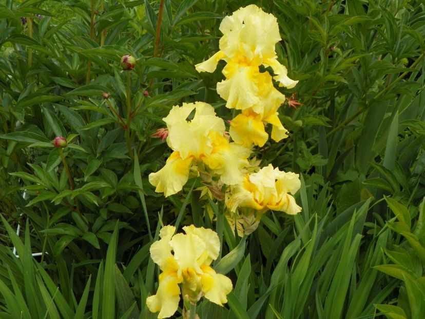 Sangreal - Irisi 2017