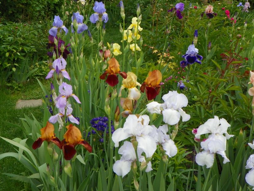 20 mai (9) - Irisi 2017