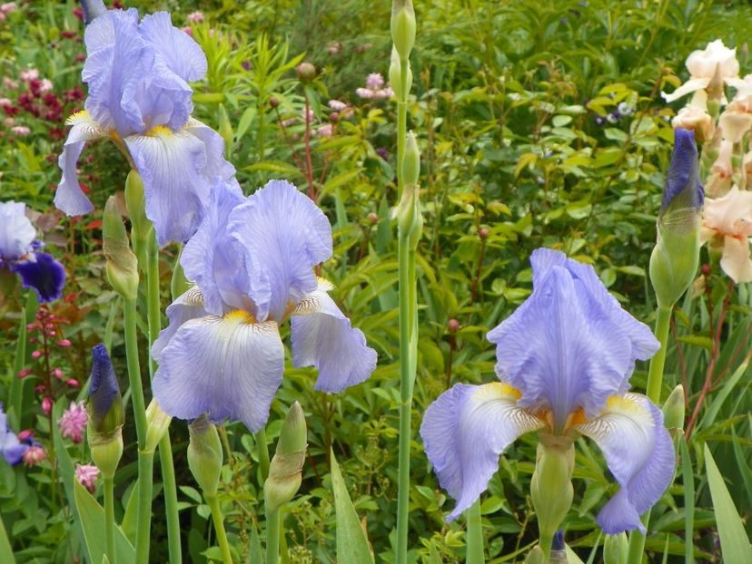 Elizabeth of England - Irisi 2017